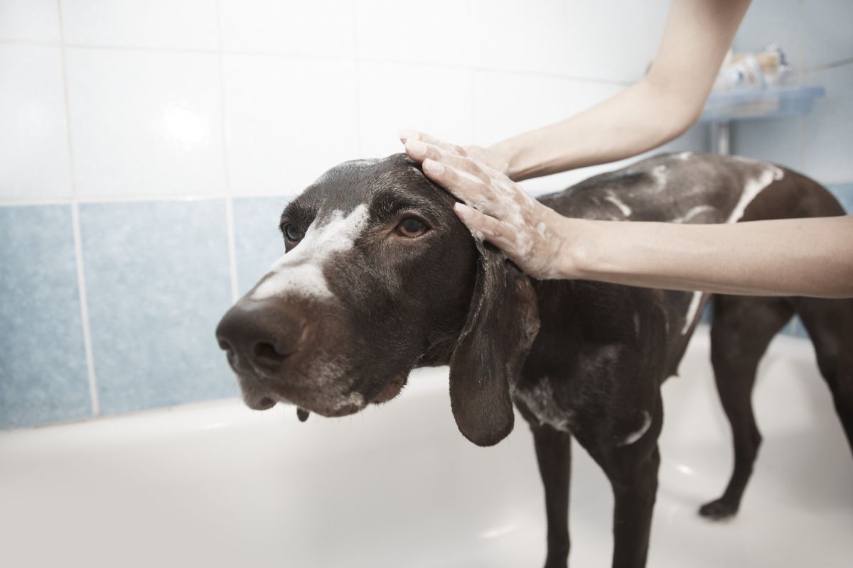 Las patas de los perros deben limpiarse con agua y jabón o toallitas húmedas especiales para ellos.