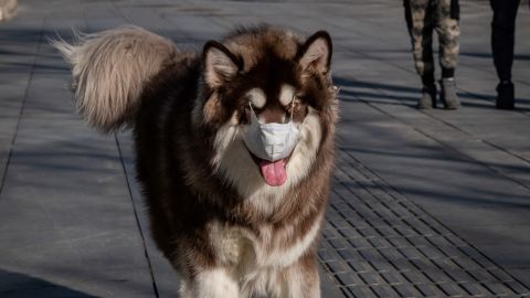 Foto: NICOLAS ASFOURI/AFP vía Getty Images. El perro se estresará con el uso de una mascarilla.