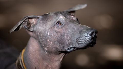 El xoloitzcuintle es un can silencioso, tranquilo, alegre, inteligente, siempre alerta y un guardián que no es agresivo.