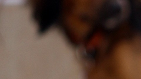 El aprendizaje de la mascota se puede facilitar con la ayuda de un cliker.