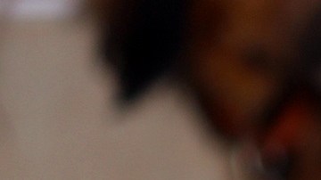 El aprendizaje de la mascota se puede facilitar con la ayuda de un cliker.