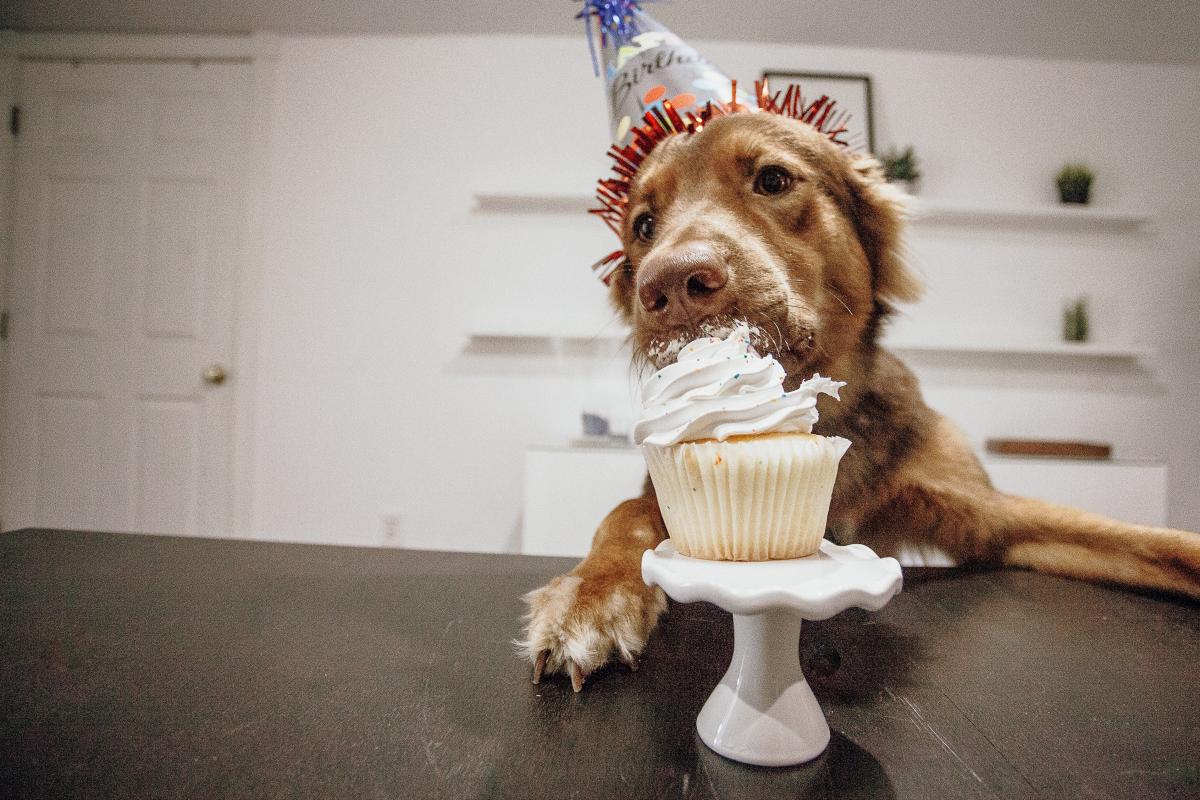 Prepara un delicioso pastel para tu perro en esta cuarentena - La Opinión