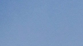 Los perros y sus dueños pueden disfrutar juntos de la playa con algunas consideraciones.