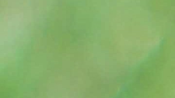 Rolo llevó al límite su emoción por estar todo el día con sus amos.