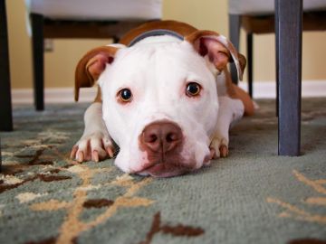 Ama le juega una broma musical a su perro.
