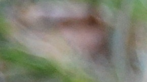 Según los expertos, la dieta vegana no es completa para los perros.