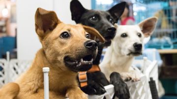 Los perros de los refugios en Nueva York están escaseando por la adopción masiva.