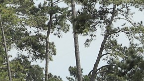 El primero de los cuatro grandes torneos de golf de la temporada queda pospuesto hasta una fecha en la que se pueda hacer.