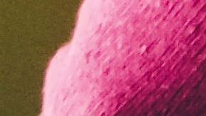 ¿No tienes pesas? No importa, tu perro está ahí para ayudarte a entrenar.