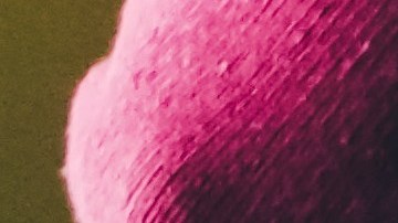 ¿No tienes pesas? No importa, tu perro está ahí para ayudarte a entrenar.