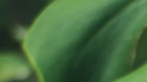 Planta de queso suizo, de las mejores especies para interiores con poca luz.