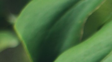 Planta de queso suizo, de las mejores especies para interiores con poca luz.