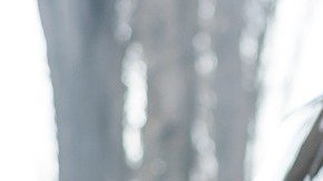 La compañía automotriz busca eliminar los virus que se almacenan en las cabinas de los autos y se introducen por las tomas de aire.