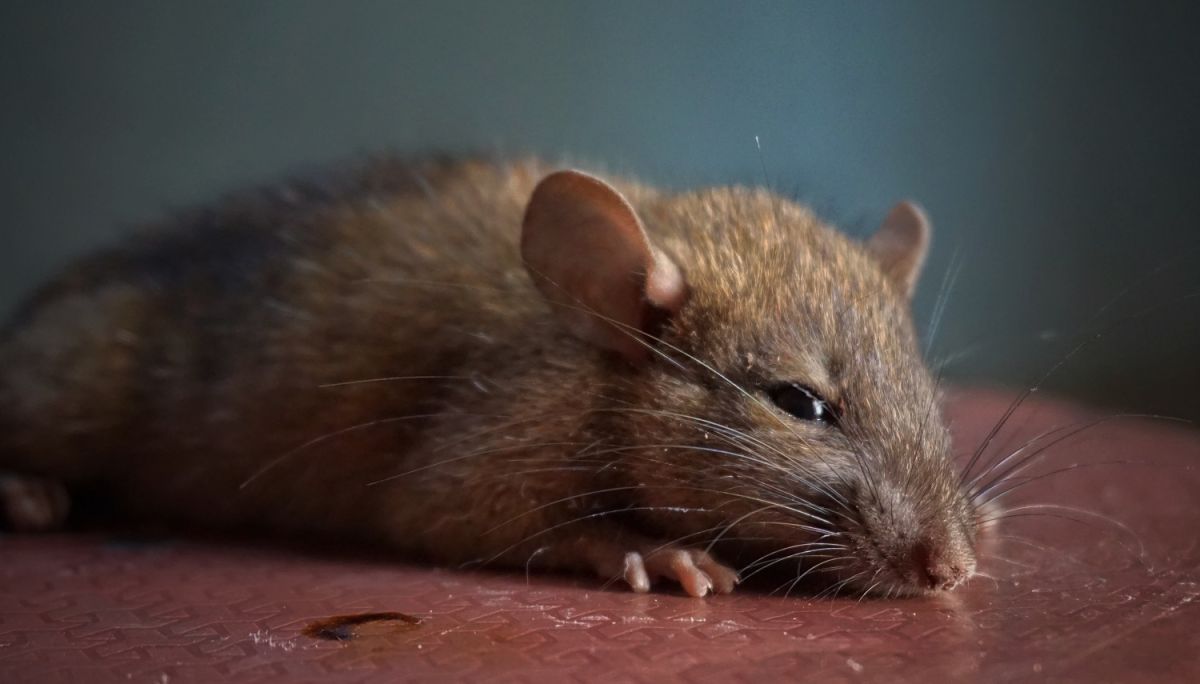 Las ratas pueden transmitir hantavirus.