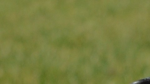 Los dálmatas son una de las peores razas para propietarios novatos porque requieren de mucha actividad,