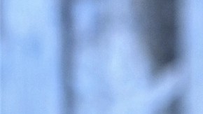 sáuco-RitaE en Pixabay