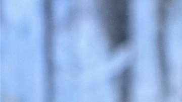 sáuco-RitaE en Pixabay