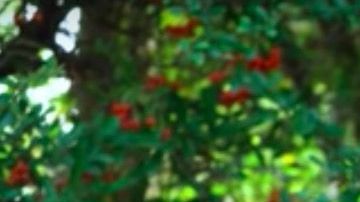 Geraldine Rodríguez o "Geri Hoops".