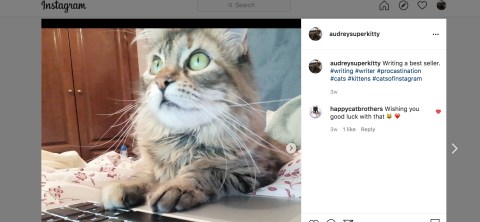 Los gatos son los auténticos reyes de internet.