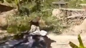 El residente vio la serpiente primero por el fregadero.