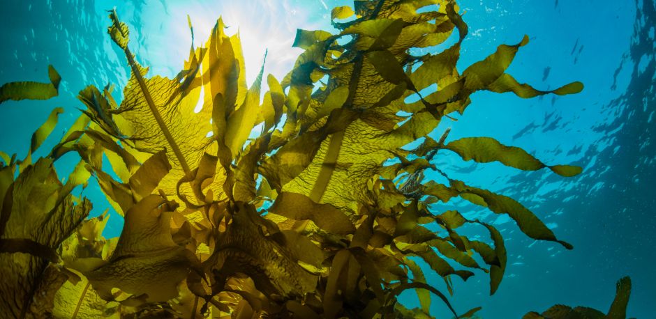Cuáles son los mejores suplementos con algas marinas para la salud ...