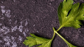 Albóndigas-tatiana-Canva