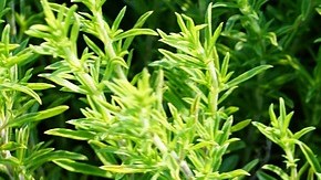 Foto: Photosforyou/Pixabay