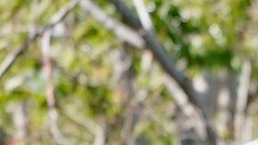 La segunda opción fue que los Juegos Olímpicos se realicen de acuerdo a lo programado.