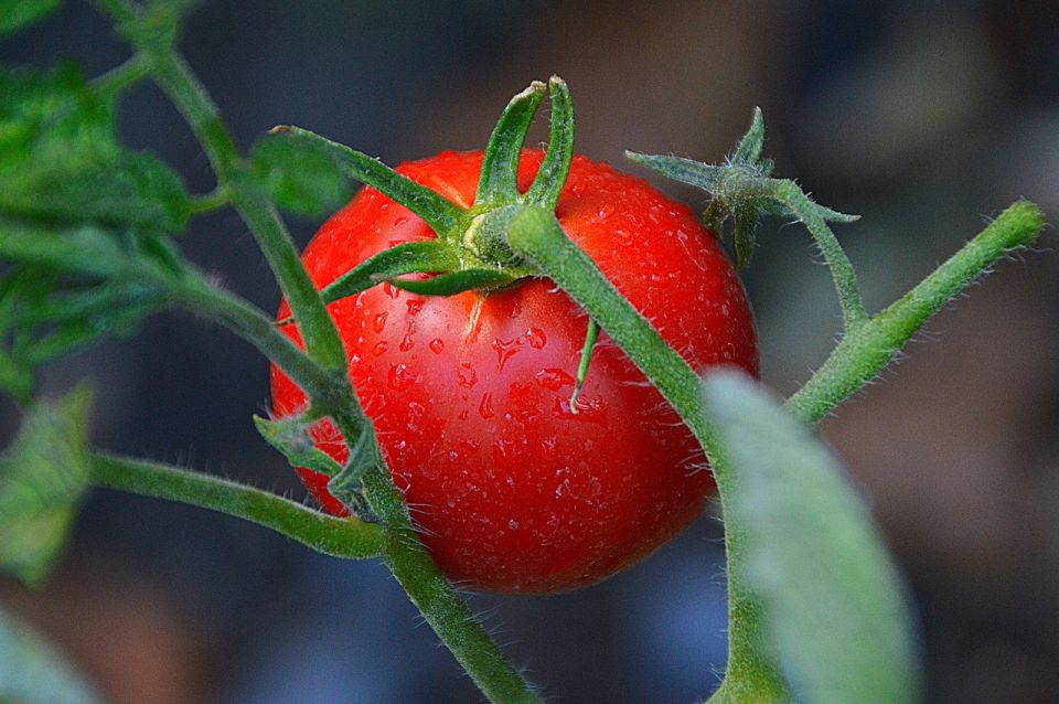 Cuáles Son Las Verduras Solanáceas ¿son Buenas O Malas Para Ti La Opinión