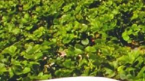 Trabajadores de la agricultura entre la industria más afectada.