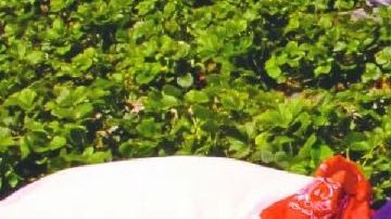 Trabajadores de la agricultura entre la industria más afectada.