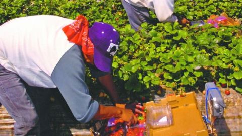 Trabajadores de la agricultura entre la industria más afectada.