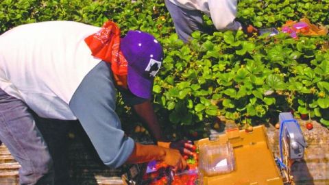 Trabajadores de la agricultura entre la industria más afectada.