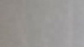 Imagen de la vaca difundida por las autoridades de Florida.