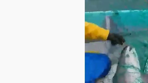 El animal quedó atrapado en una red que se usa para pescar pez Totaba.