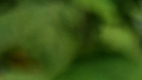 La ruda es muy usada en la magia blanca y negra.