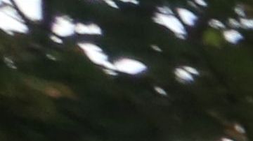 Contienda politica del Districto 21 en Queens donde los candidatos para el concejo se miden hoy en las elecciones primarias.