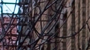 Coronavirus Nueva York