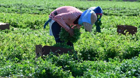 Campesinos a distancia por coronavirus