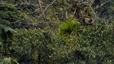 La cascada de San Rafael era la cascada más grande de Ecuador.