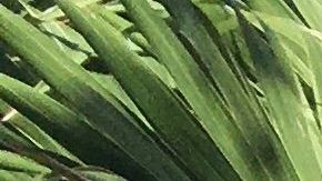 La zona de Miami tiene la mayoría de casos.