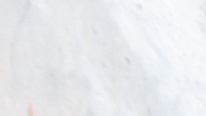 Los perros pueden llegar a ser muy sensibles con sus alimentos, por ellos si los llevas a un restaurante debes verificar que comerán.