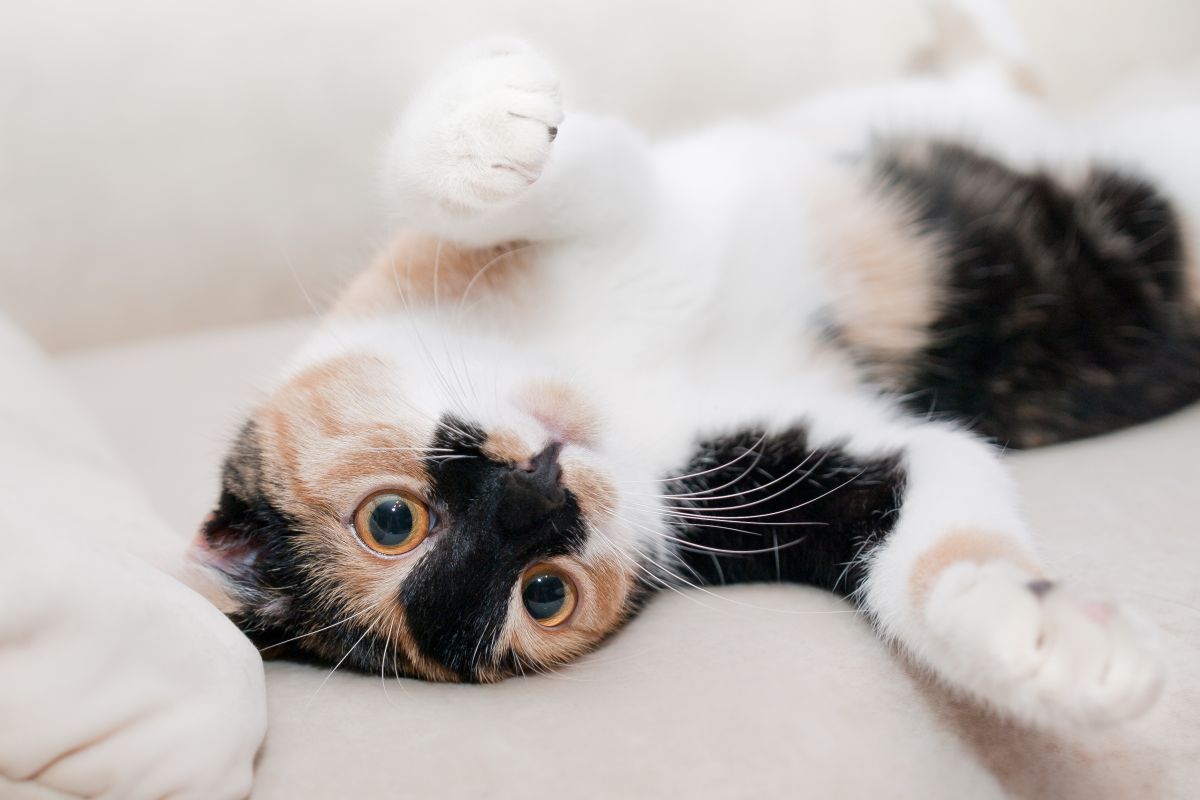 El significado de 6 cosas raras que hace tu gato