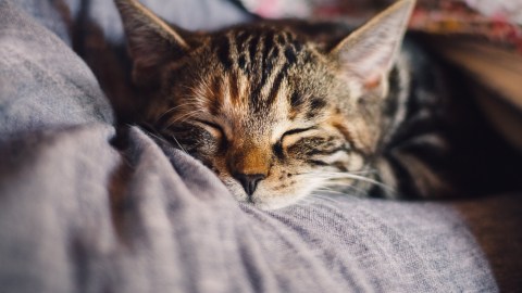 Foto: Katinkavom Wolfenmond/Pixabay. Los mininos suelen dormir en lugares extraños.