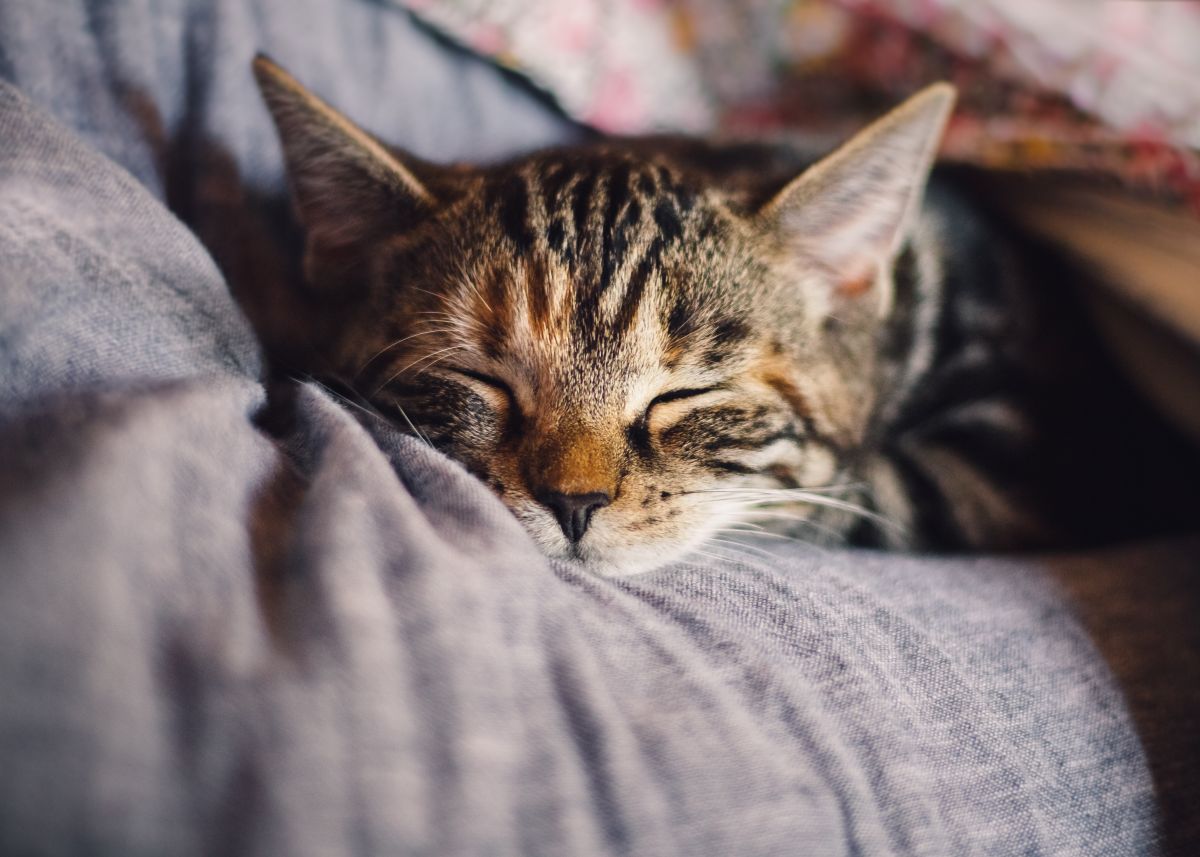 Foto: Katinkavom Wolfenmond/Pixabay. Los mininos suelen dormir en lugares extraños. 