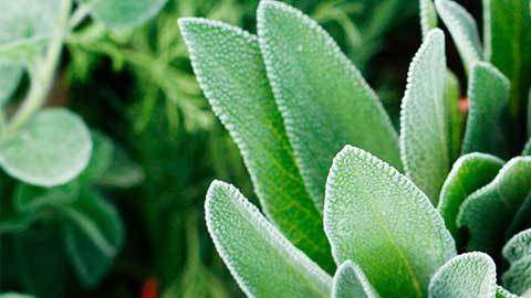 CR-Health-Inlinehero-eat-more-herbs-0420