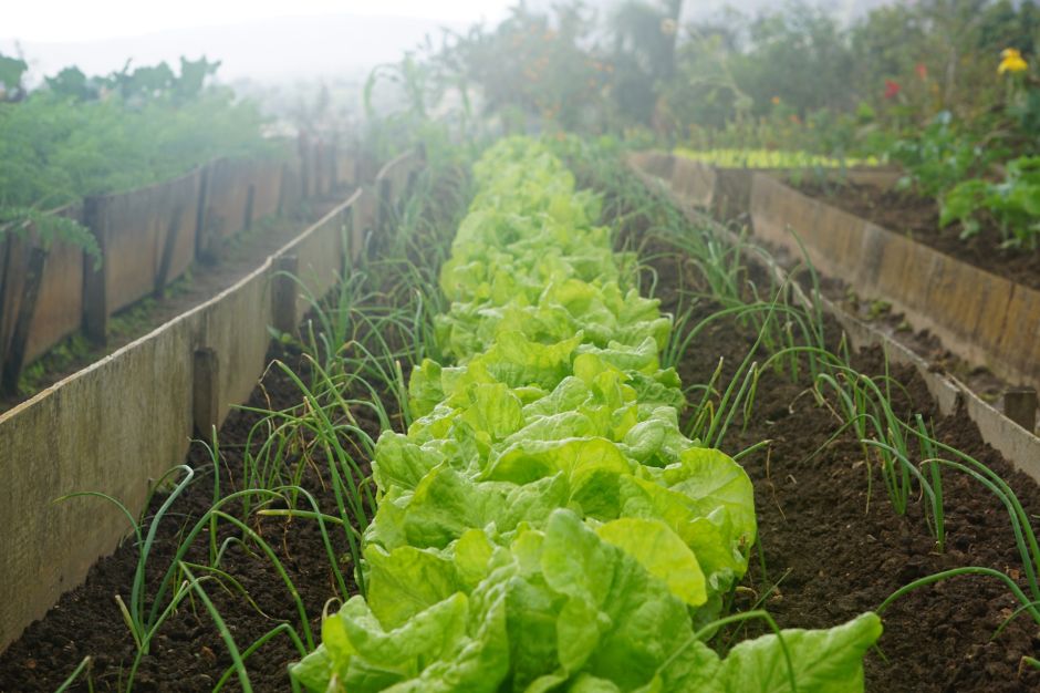 Cultiva tus propias verduras en casa con las clases en línea del Jardín Botánico de Nueva York