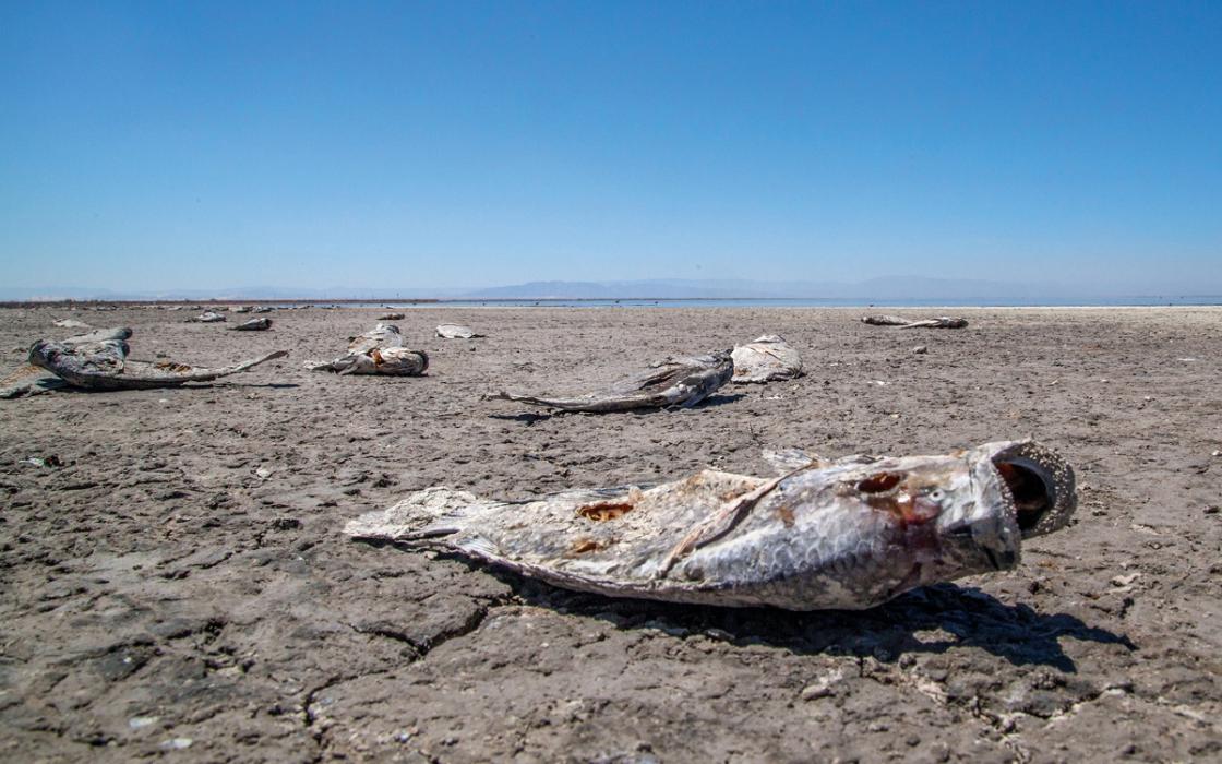 Salton Sea, 2020.
