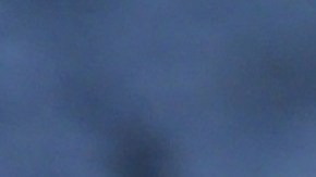 Un gato bailó un reto con su dueño y se convirtieron en la sensación de Tik Tok.