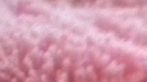 Un gato bebé besa a su ama en Tik Tok.